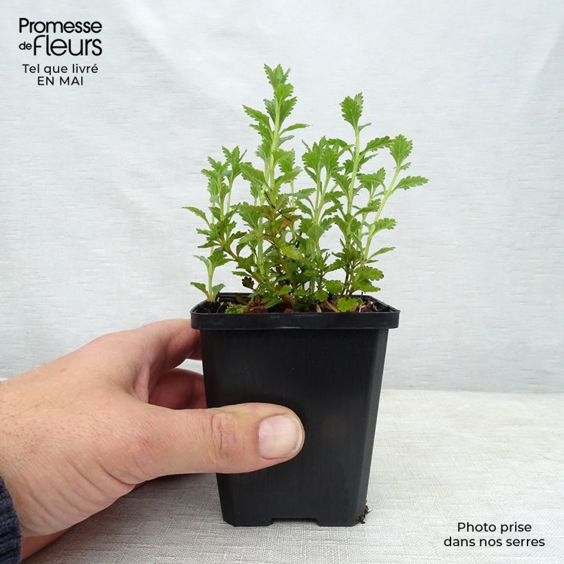 Teucrium chamaedrys Alba - Camedrio comune Vasetto da 8/9 cm esemplare consegnato in primavera