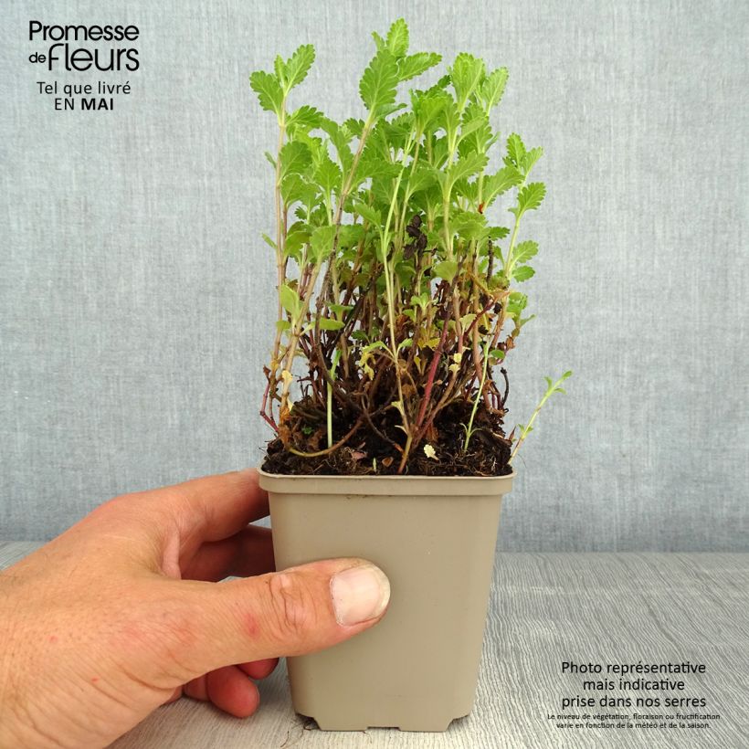 Teucrium chamaedrys Wild Form - Camedrio comune Vasetto da 8/9 cm esemplare consegnato in primavera