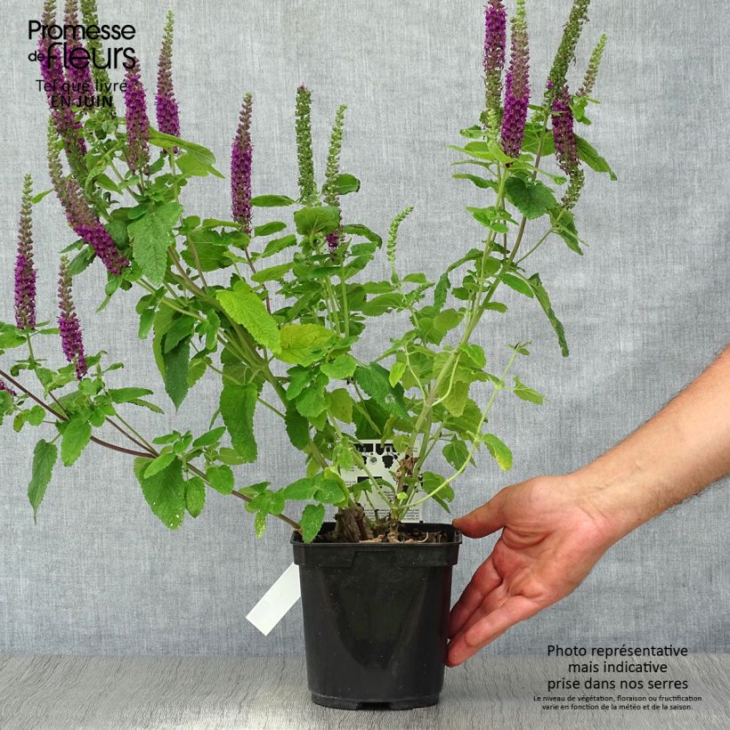 Esemplare di Teucrium hircanicum Paradise Delight - Camedrio iraniano Vaso da 2L/3L consegnato in estate
