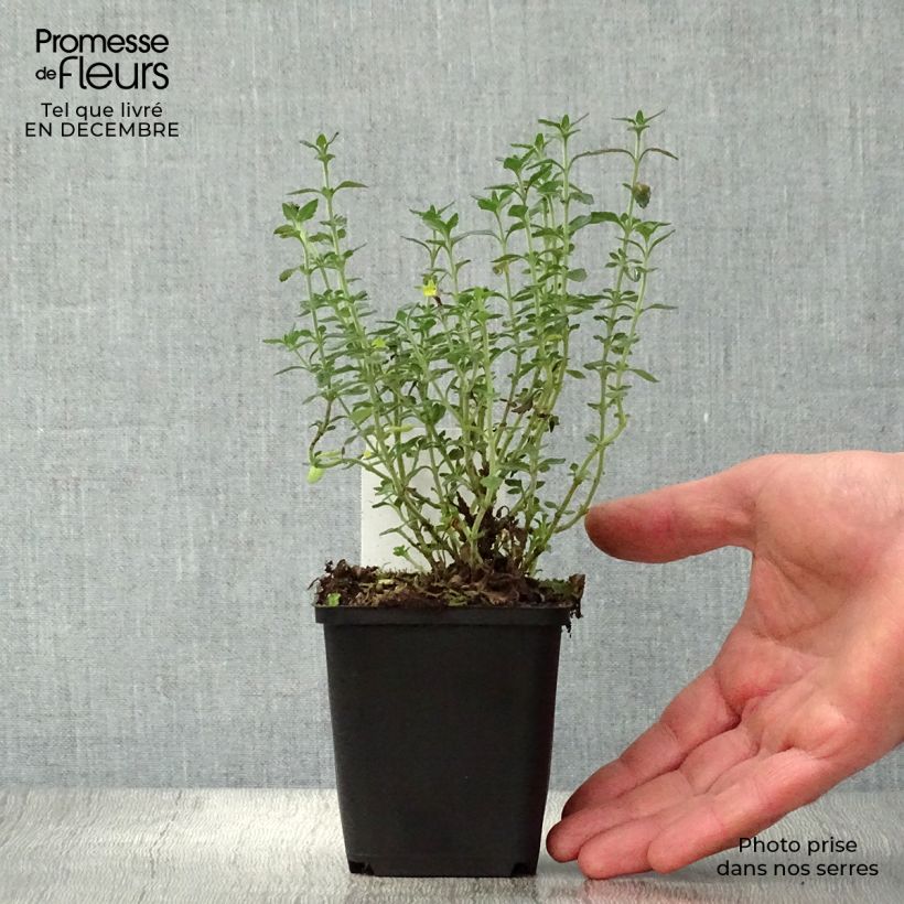 Teucrium lucidrys Vasetto da 8/9 cm esemplare consegnato in inverno