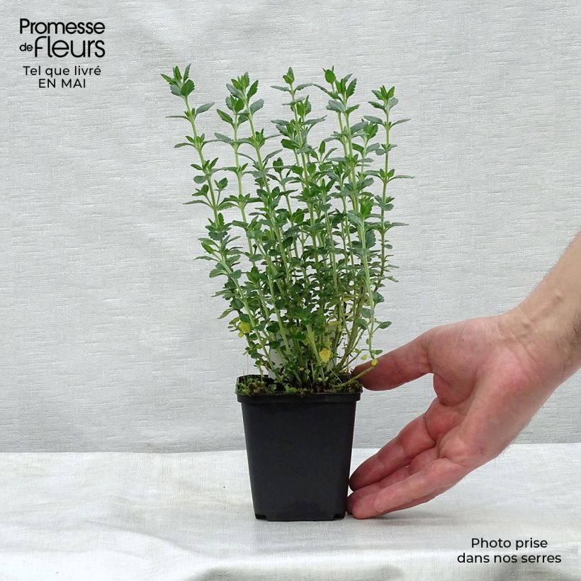 Teucrium lucidrys Vasetto da 8/9 cm esemplare consegnato in primavera