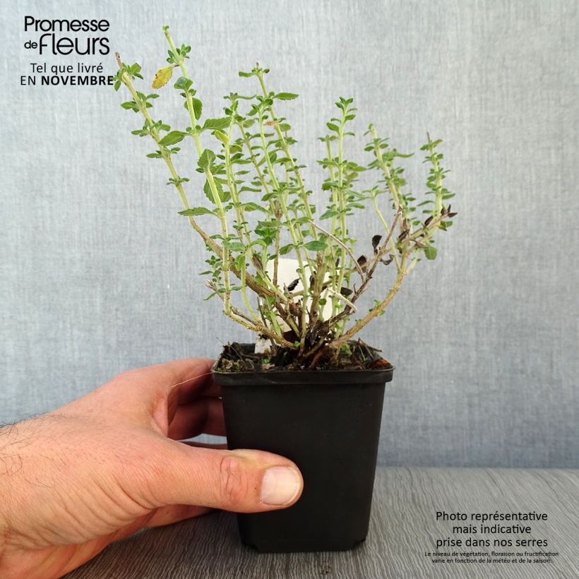 Esemplare di Teucrium lucidrys Vasetto da 8/9 cm come consegnato in autunno