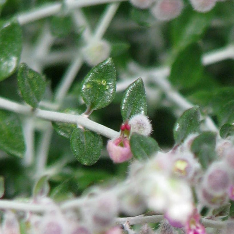 Teucrium marum - Camedrio maro (Fogliame)