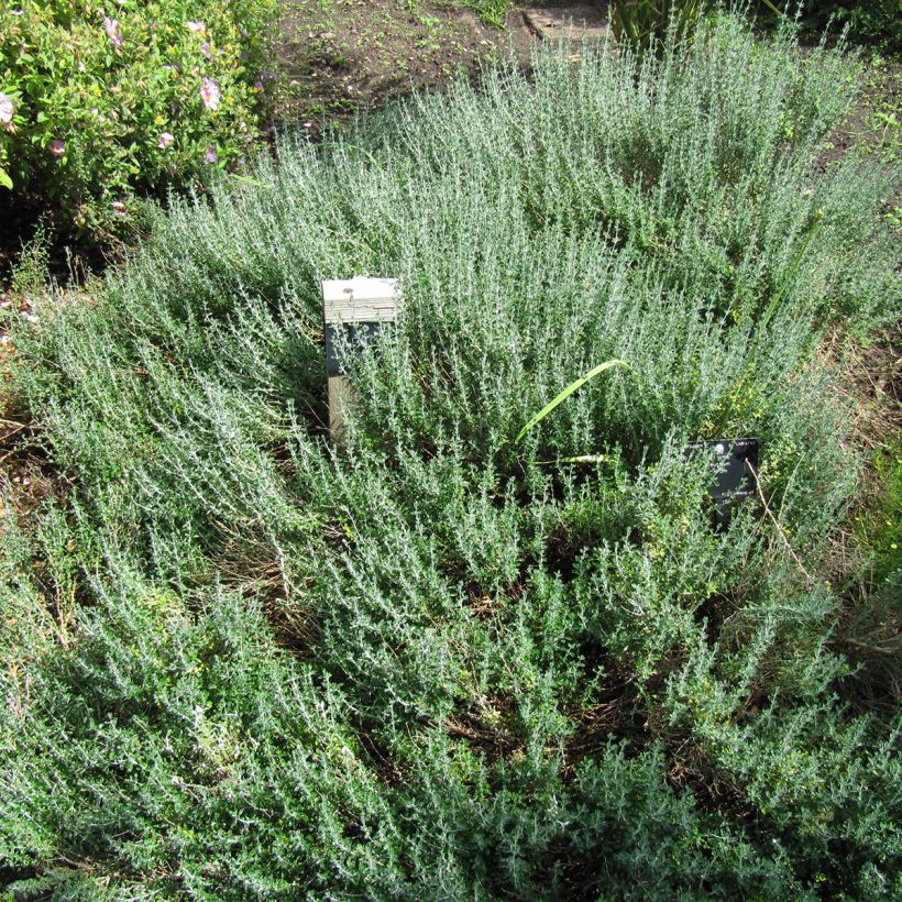 Teucrium marum - Camedrio maro (Porto)