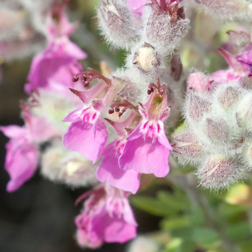 Teucrium marum - Camedrio maro (Fioritura)