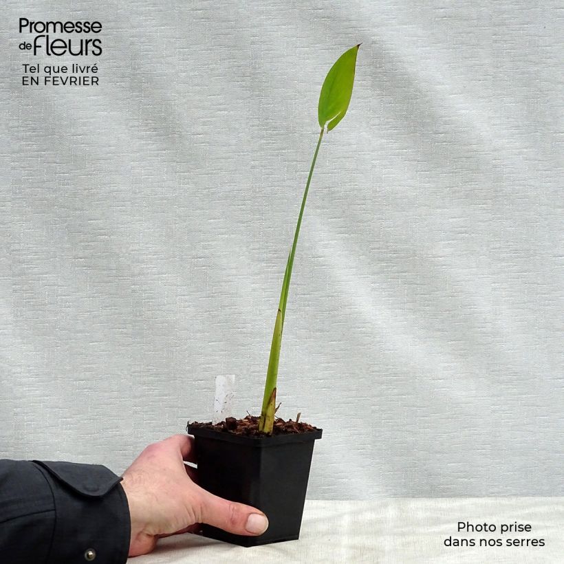 Thalia dealbata Vasetto da 8/9 cm esemplare consegnato in inverno