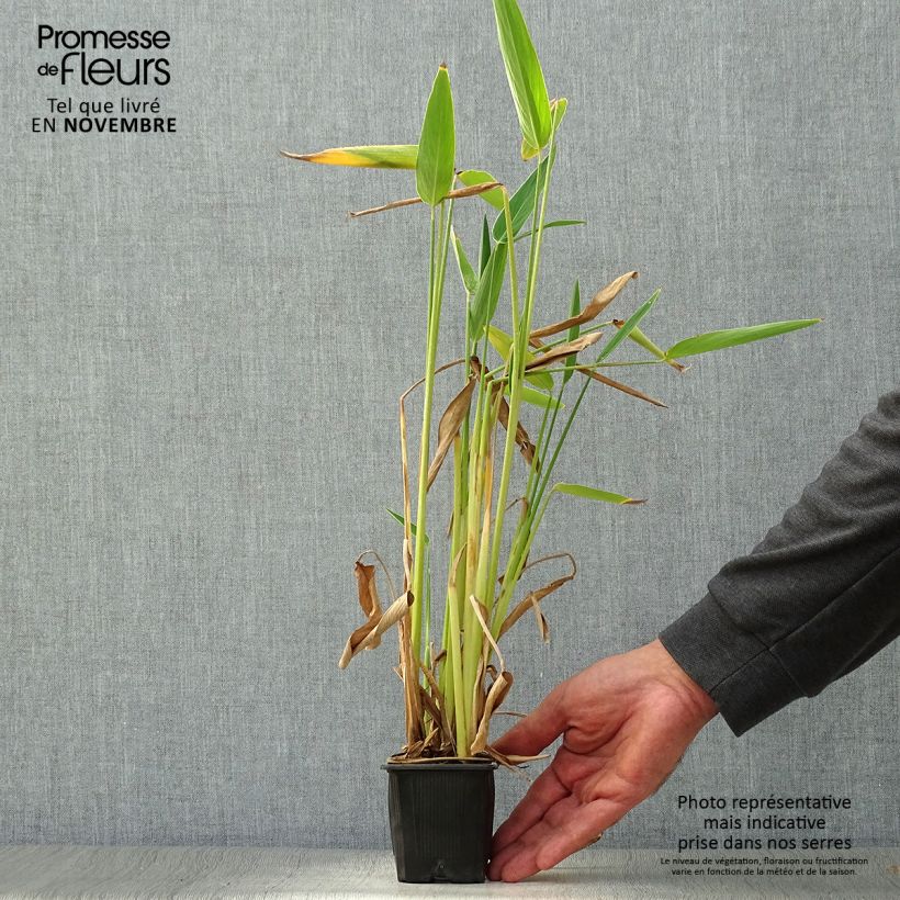 Esemplare di Thalia dealbata Vasetto da 8/9 cm come consegnato in autunno