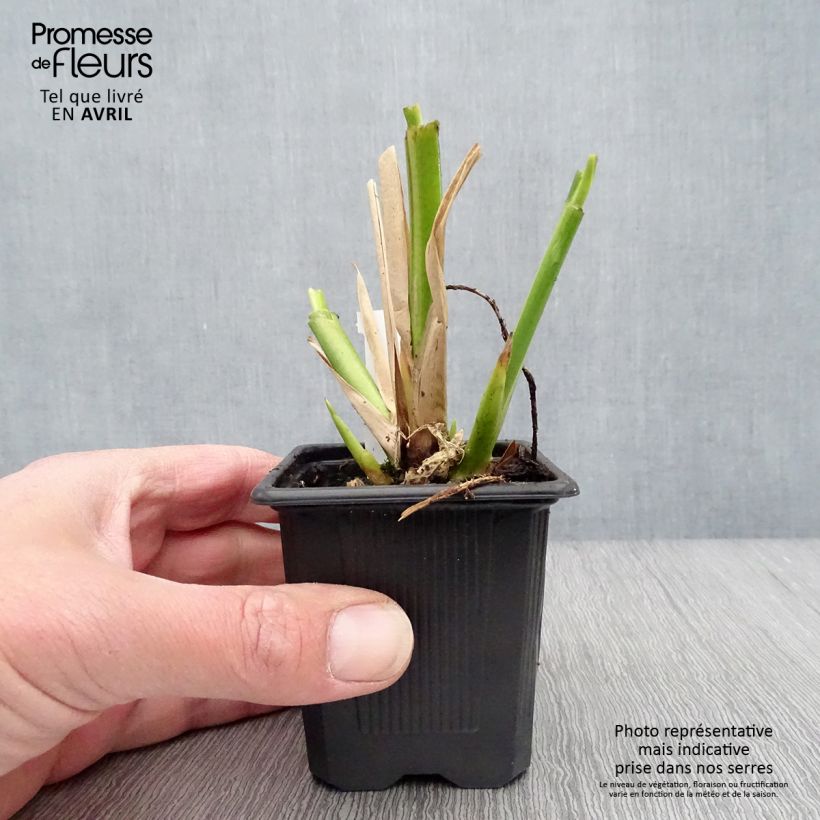 Thalia dealbata Vasetto da 8/9 cm esemplare consegnato in primavera