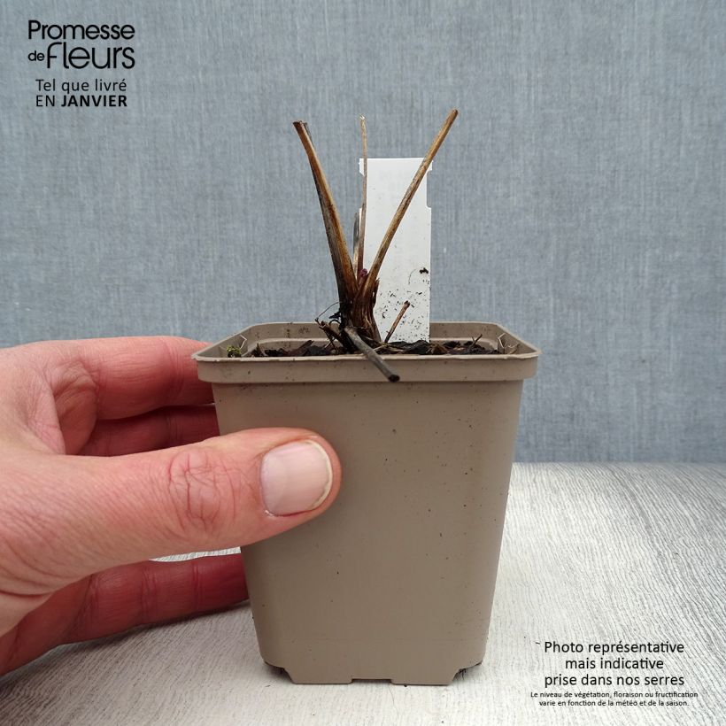 Thalictrum Anne - Pigamo Vasetto da 8/9 cm esemplare consegnato in inverno