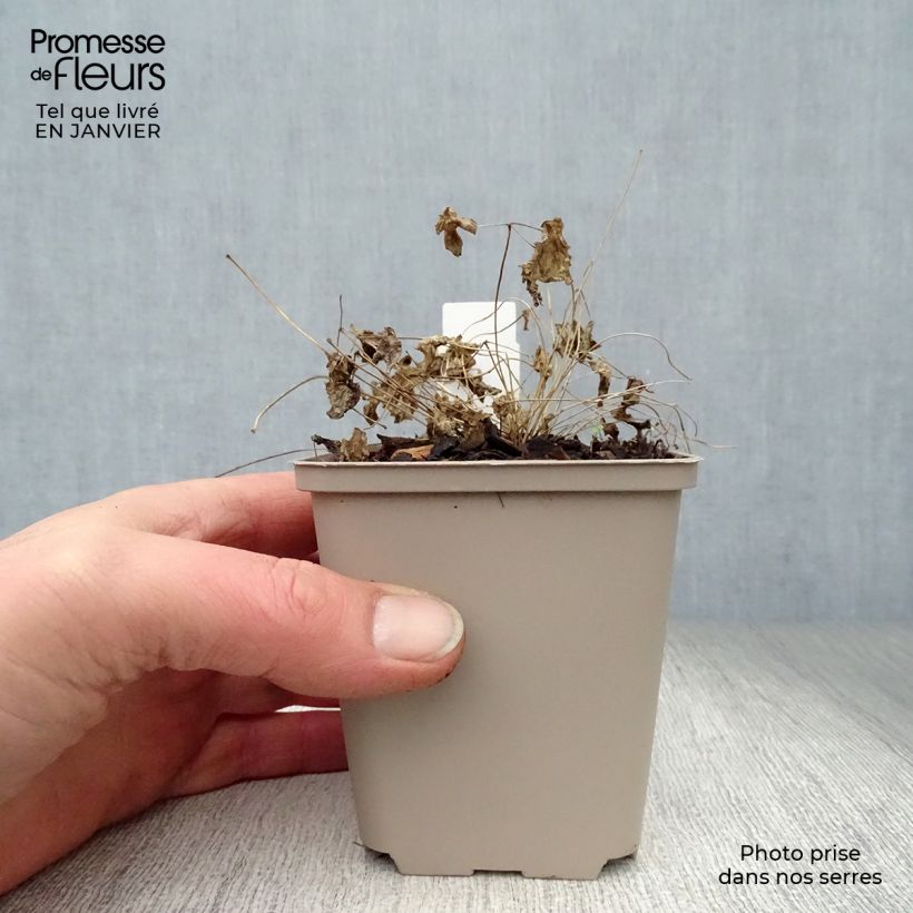 Thalictrum Black Stockings - Pigamo Vasetto da 8/9 cm esemplare consegnato in inverno