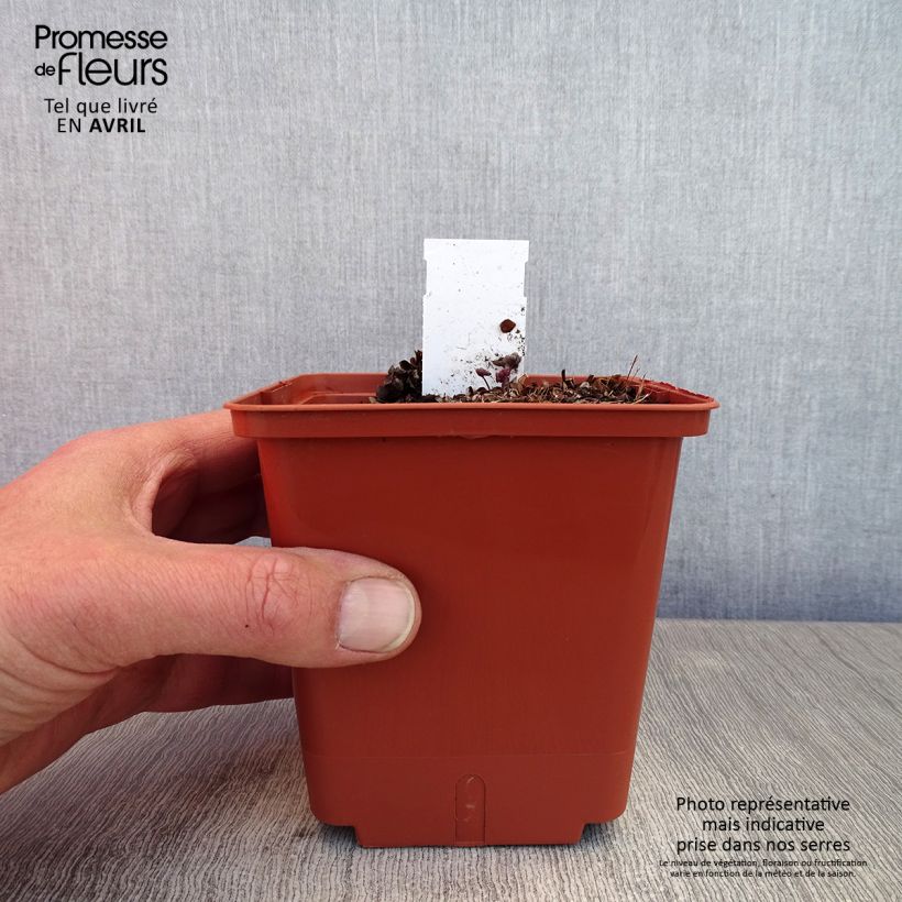 Thalictrum Chantilly Lace - Pigamo Vaso da 1L/1,5L esemplare consegnato in primavera