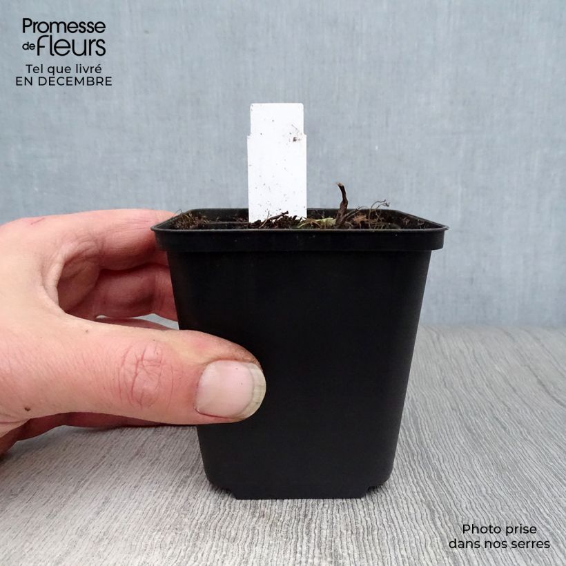 Thalictrum Elin - Pigamo Vasetto da 8/9 cm esemplare consegnato in inverno