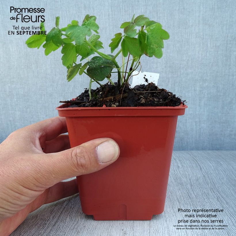 Esemplare di Thalictrum Elin - Pigamo Vaso da 1L/1,5L come consegnato in autunno