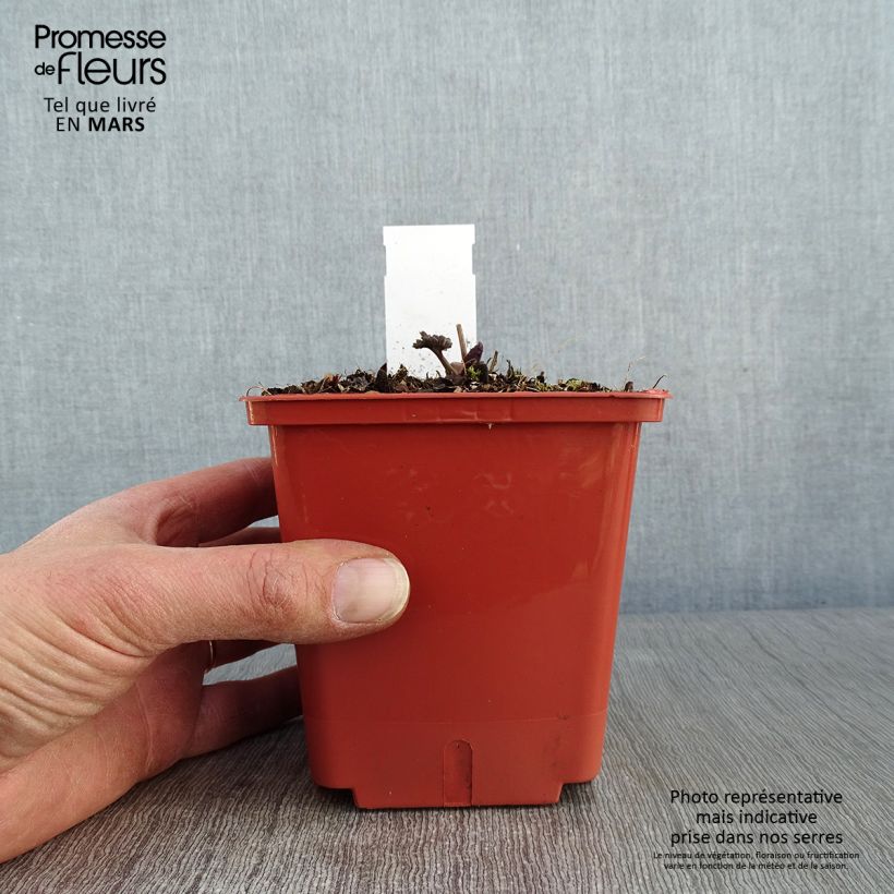 Thalictrum Elin - Pigamo Vaso da 1L/1,5L esemplare consegnato in inverno