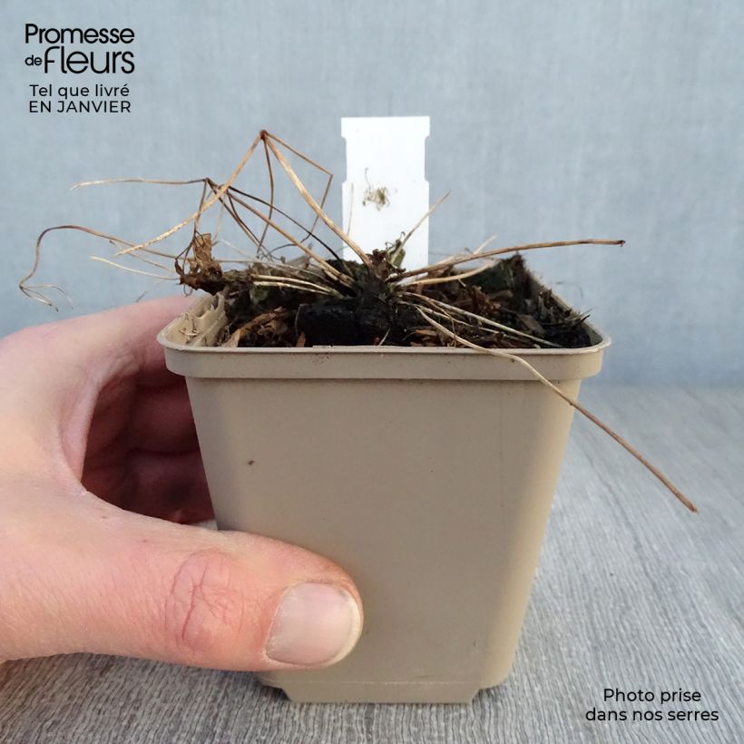 Thalictrum Little Pinkie - Pigamo Vasetto da 8/9 cm esemplare consegnato in inverno