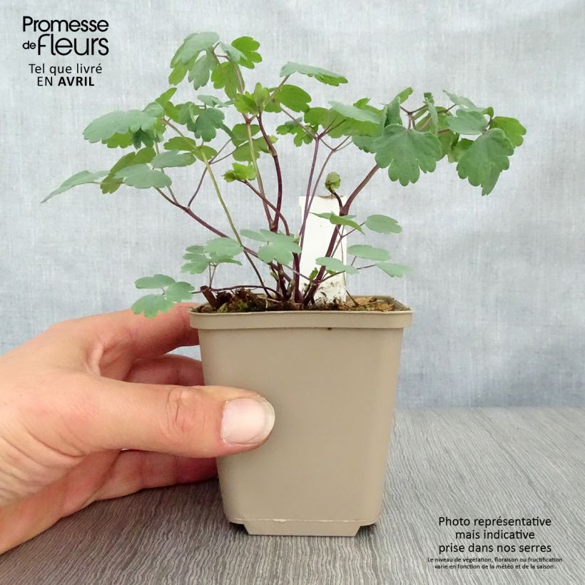 Thalictrum Little Pinkie - Pigamo Vasetto da 8/9 cm esemplare consegnato in primavera