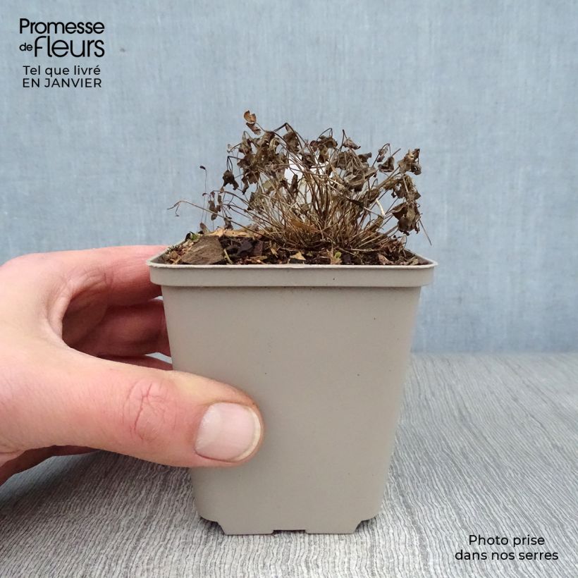 Thalictrum Purplelicious - Pigamo Vasetto da 8/9 cm esemplare consegnato in inverno