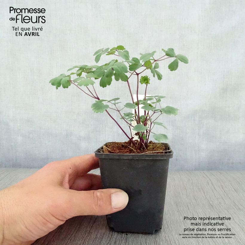 Thalictrum Purplelicious - Pigamo Vasetto da 8/9 cm esemplare consegnato in primavera