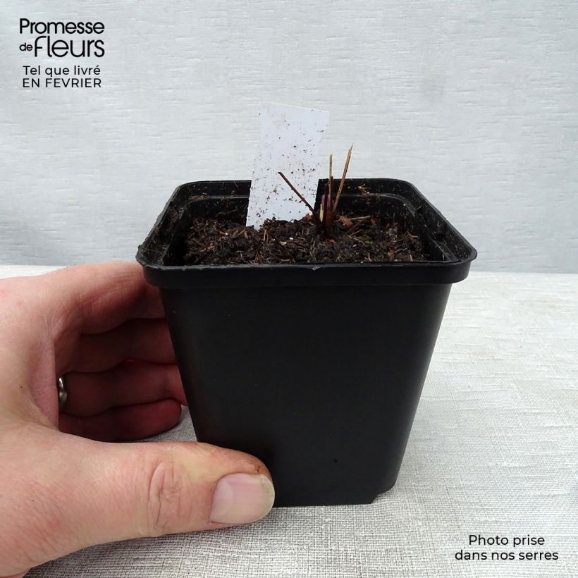 Thalictrum actaeifolium Perfume Star - Pigamo Vasetto da 8/9 cm esemplare consegnato in inverno