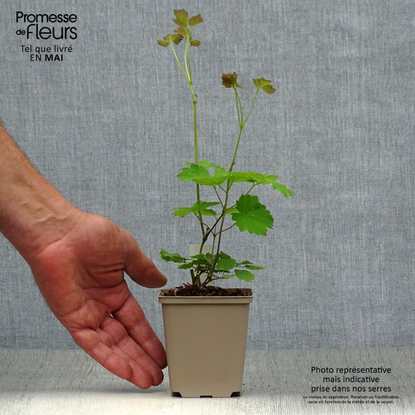 Thalictrum actaeifolium Perfume Star - Pigamo Vasetto da 8/9 cm esemplare consegnato in primavera