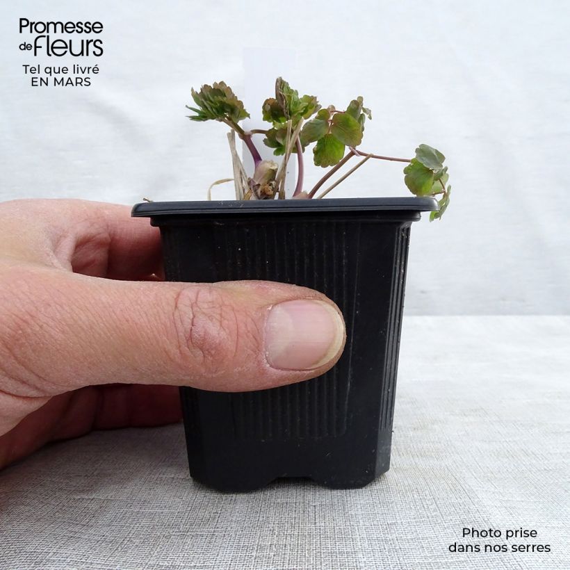 Thalictrum aquilegifolium Album - Pigamo colombino Vasetto da 8/9 cm esemplare consegnato in inverno