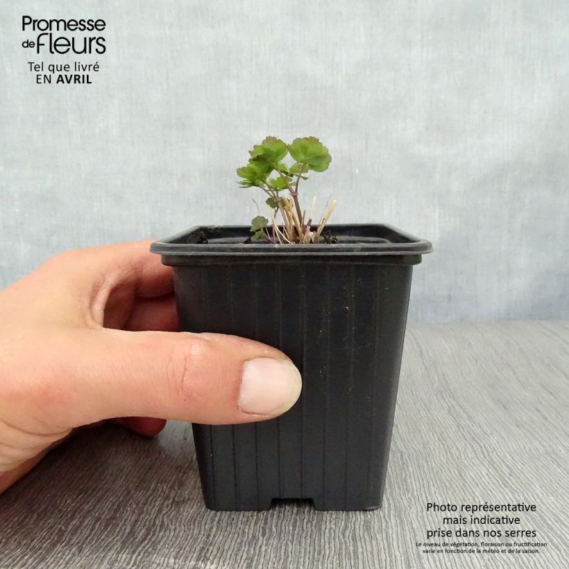 Thalictrum aquilegiifolium - Pigamo colombino Vasetto da 7/8 cm esemplare consegnato in primavera