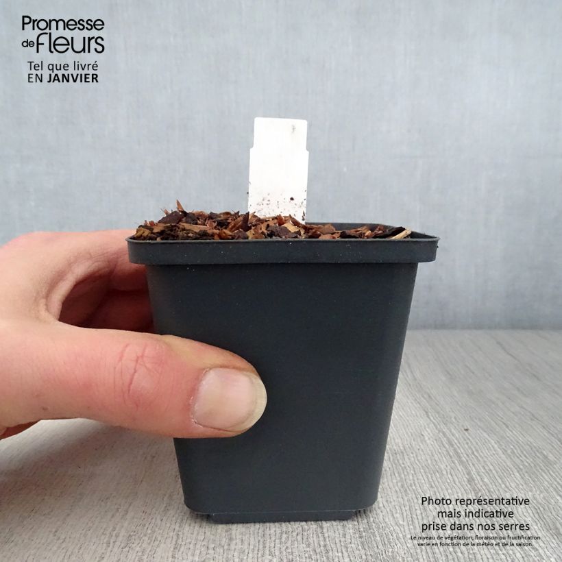 Thalictrum aquilegifolium Thundercloud - Pigamo colombino Vasetto da 8/9 cm esemplare consegnato in inverno