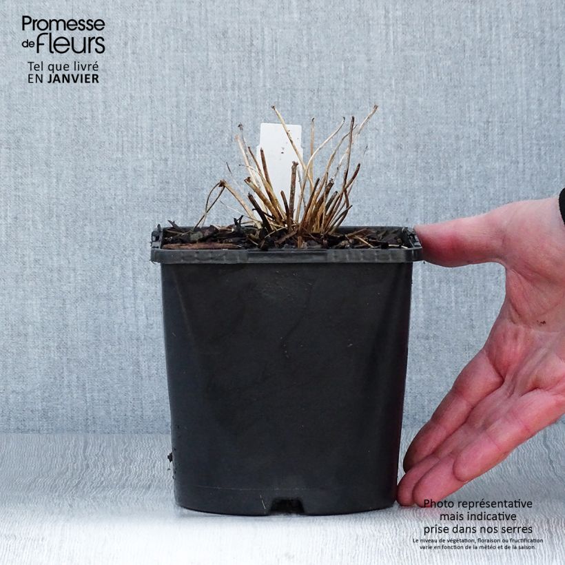 Thalictrum aquilegifolium Thundercloud - Pigamo colombino Vaso da 2L/3L esemplare consegnato in inverno