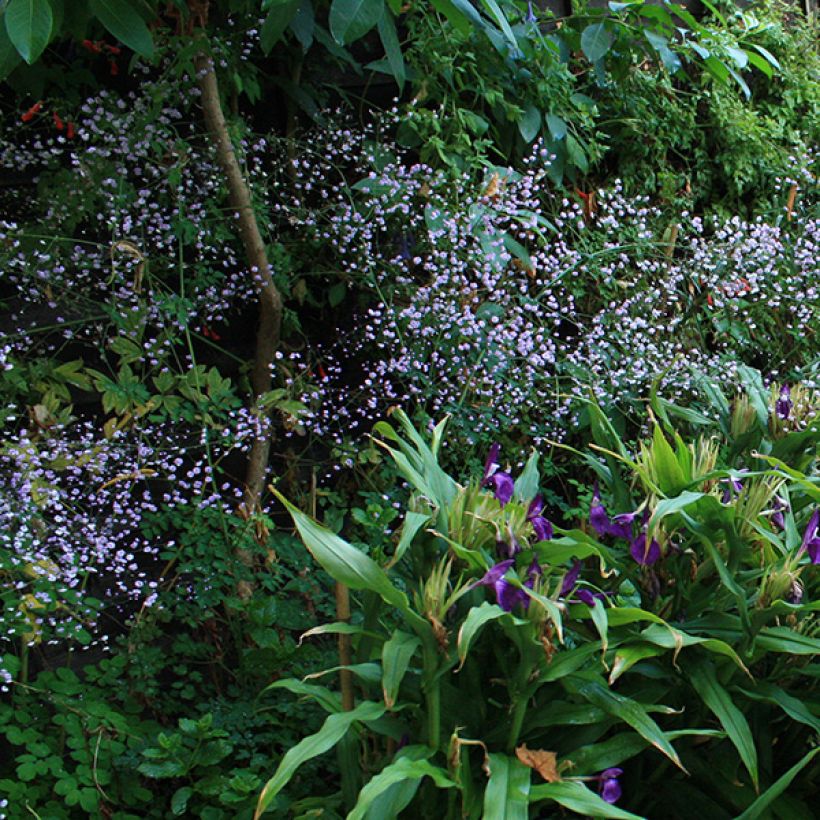 Thalictrum delavayi - Pigamo (Fioritura)