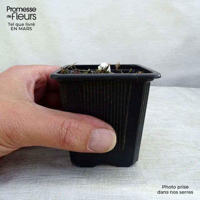 Thalictrum delavayi Album - Pigamo Vasetto da 8/9 cm esemplare consegnato in primavera