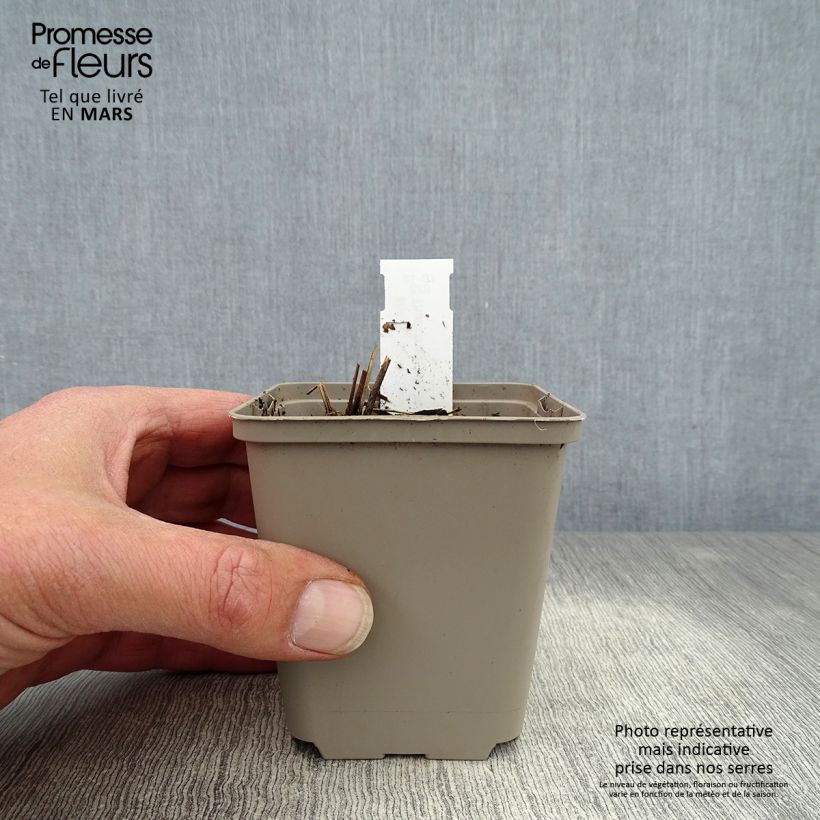 Thalictrum delavayi Ankum - Pigamo Vasetto da 8/9 cm esemplare consegnato in primavera