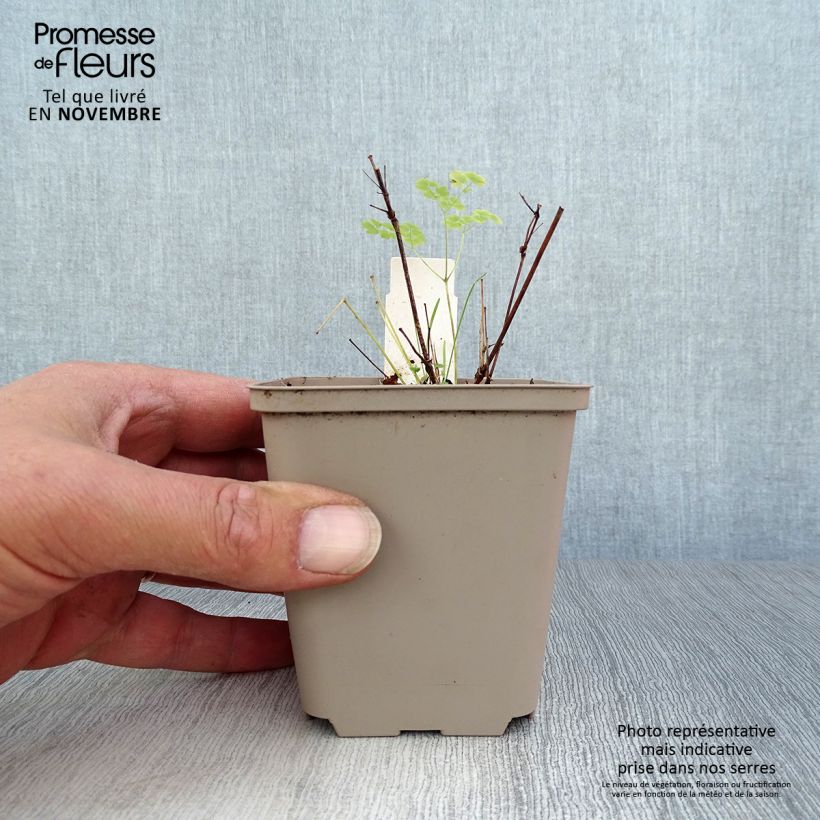 Esemplare di Thalictrum delavayi Splendide Album - Pigamo Vasetto da 8/9 cm come consegnato in autunno