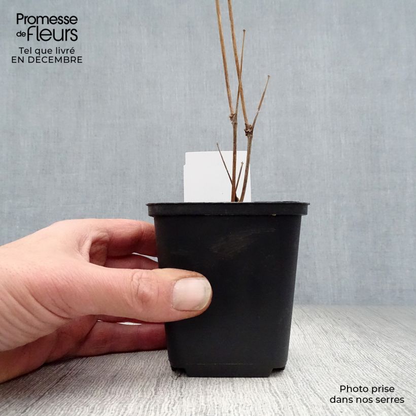 Thalictrum delavayi Splendide Album - Pigamo Vasetto da 8/9 cm esemplare consegnato in inverno