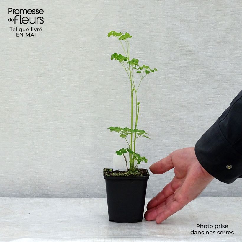 Thalictrum delavayi Splendide Album - Pigamo Vasetto da 8/9 cm esemplare consegnato in primavera