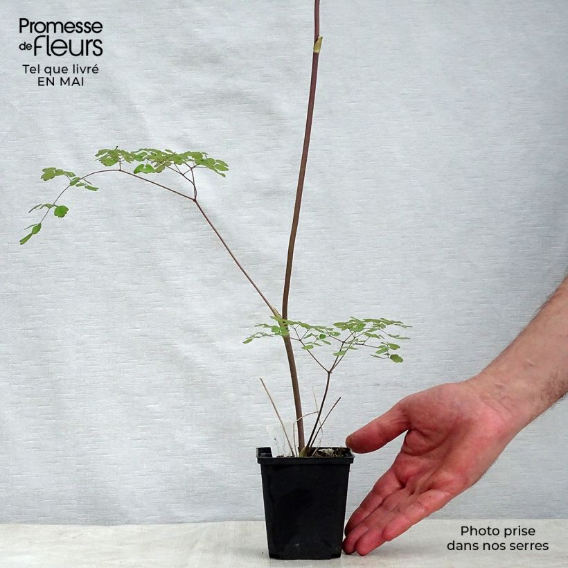 Thalictrum delavayi Splendide - Pigamo Vasetto da 8/9 cm esemplare consegnato in primavera