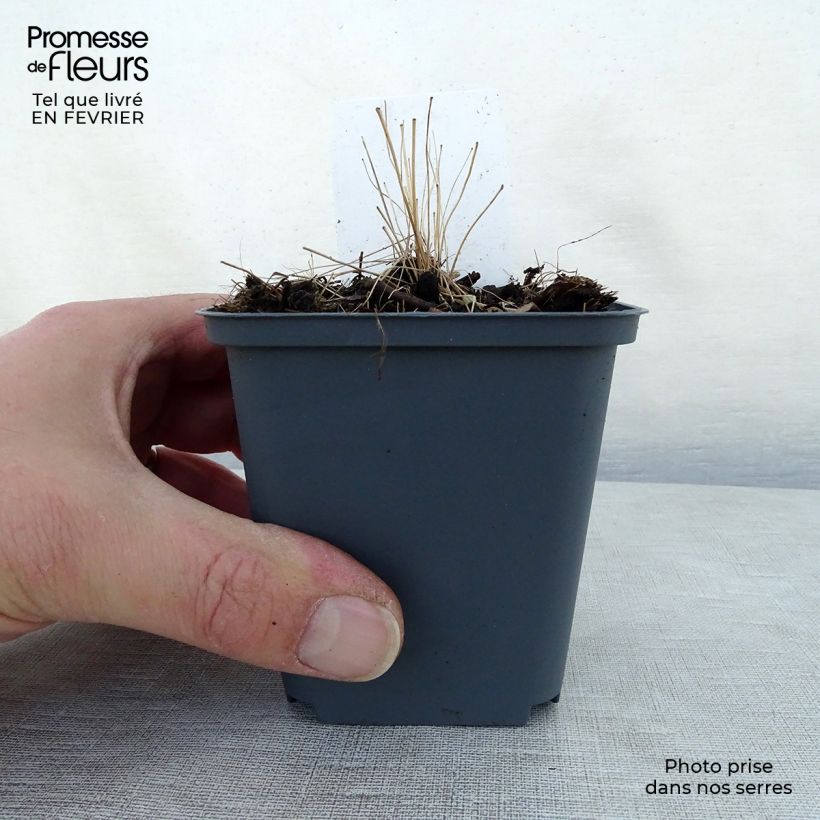 Thalictrum delavayi - Pigamo Vasetto da 8/9 cm esemplare consegnato in inverno
