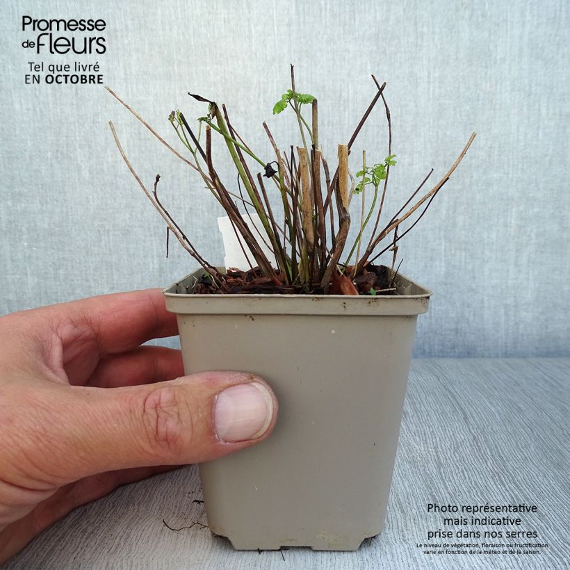 Esemplare di Thalictrum flavum subsp.glaucum - Pigamo giallo Vasetto da 8/9 cm come consegnato in autunno