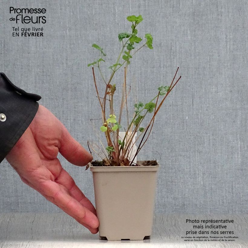 Thalictrum flavum subsp.glaucum - Pigamo giallo Vasetto da 8/9 cm esemplare consegnato in inverno
