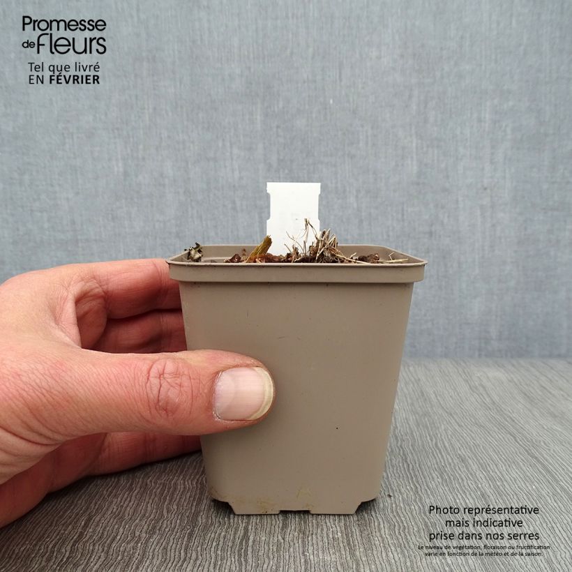 Thalictrum kiusianum - Pigamo Vasetto da 8/9 cm esemplare consegnato in inverno