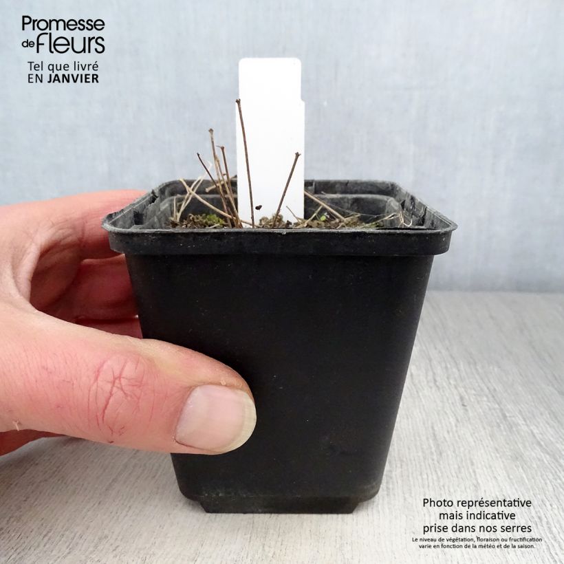 Thalictrum minus Adiantifolium - Pigamo minore Vasetto da 8/9 cm esemplare consegnato in inverno