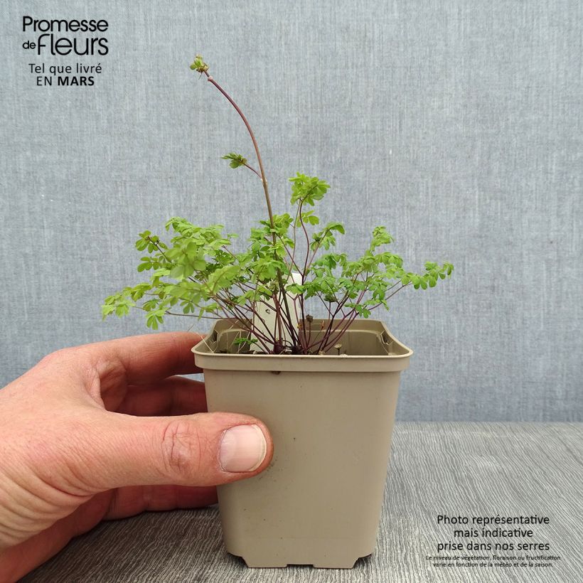 Thalictrum petaloideum - Pigamo Vasetto da 8/9 cm esemplare consegnato in inverno
