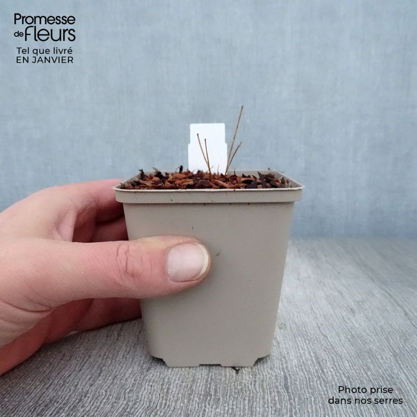 Thalictrum rochebrunianum - Pigamo Vasetto da 8/9 cm esemplare consegnato in inverno