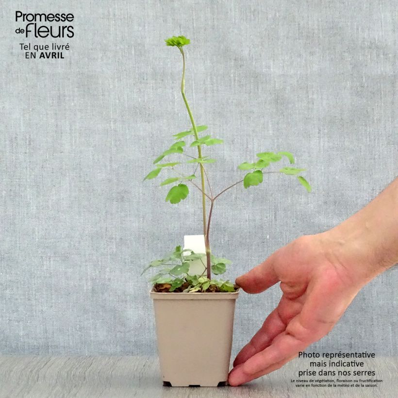 Thalictrum rochebrunianum - Pigamo Vasetto da 8/9 cm esemplare consegnato in primavera