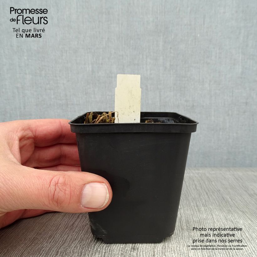 Thalictrum sphaerostachyum - Pigamo Vasetto da 8/9 cm esemplare consegnato in inverno