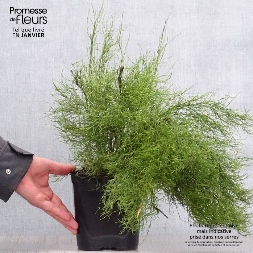 Thamnochortus cinereus Vaso da 3L/4L esemplare consegnato in inverno