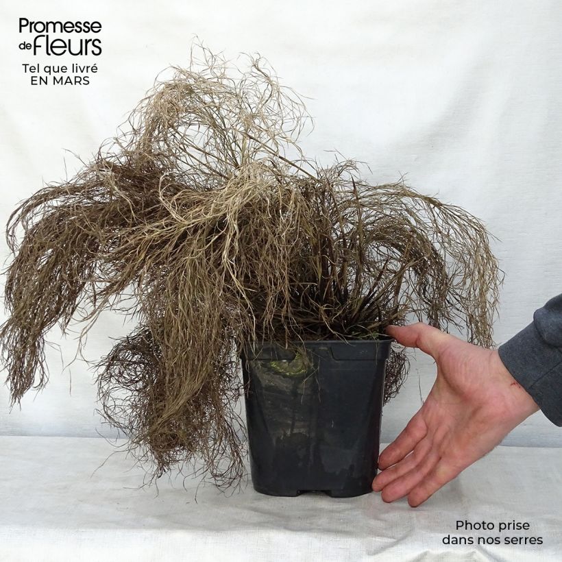 Thamnochortus cinereus Vaso da 3L/4L esemplare consegnato in primavera