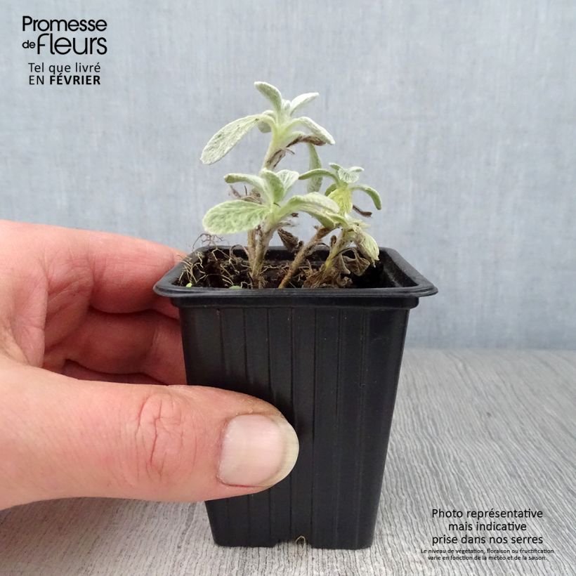 Sideritis syriaca - Stregonia siciliana Vasetto da 7/8 cm esemplare consegnato in inverno