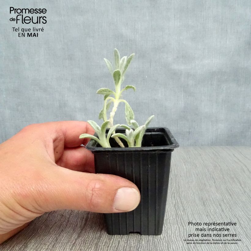 Sideritis syriaca - Stregonia siciliana Vasetto da 7/8 cm esemplare consegnato in primavera