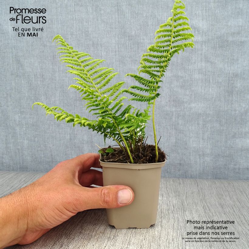 Thelypteris kunthii Vasetto da 8/9 cm esemplare consegnato in primavera