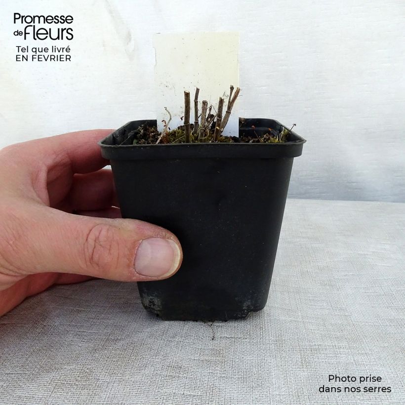 Thermopsis chinensis Vasetto da 8/9 cm esemplare consegnato in inverno